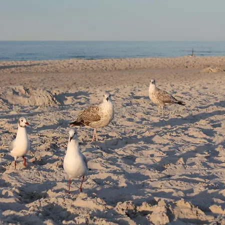 In Nahe Ostseestrand, Cleaning Included Apartmán Zingst